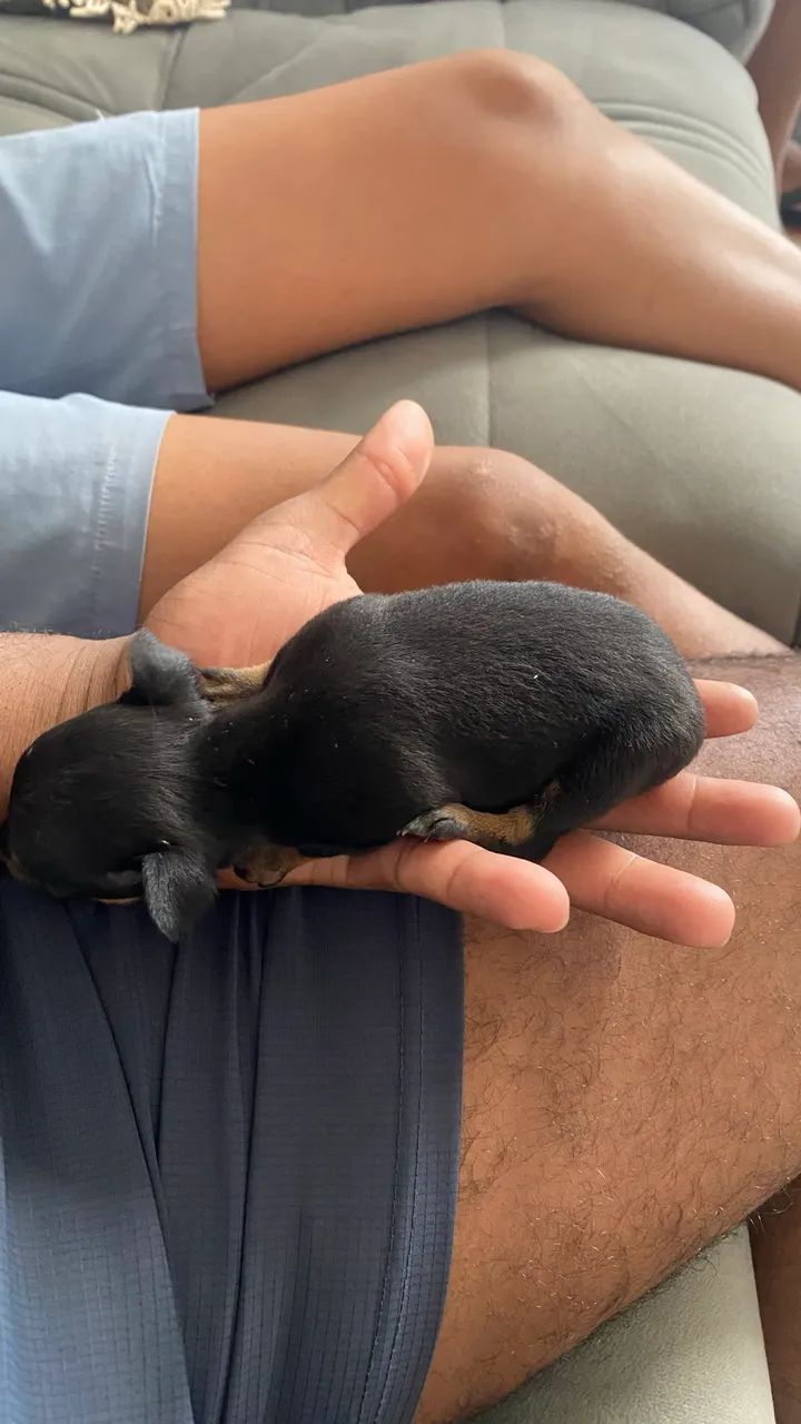 Pinscher  00 - Foto 5