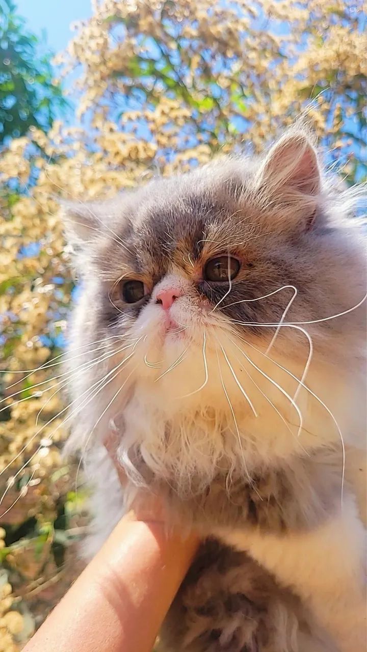 Gato persa - Foto 2