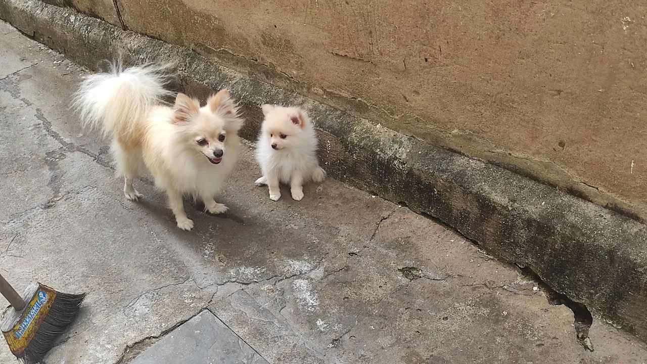 Lulu Pomerânia 