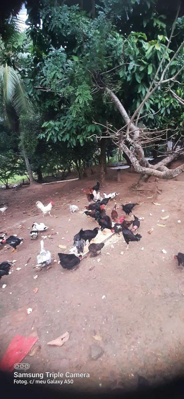 Galinhas da terra - Foto 5