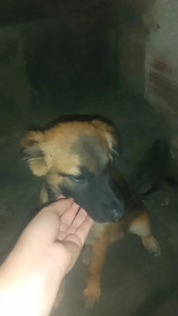Fêmea adoção  - Foto 2