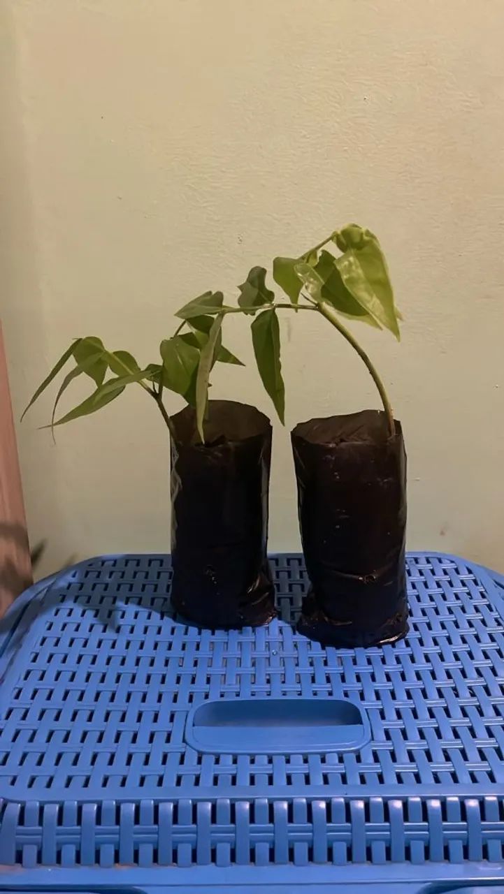 Mudas de cumaru