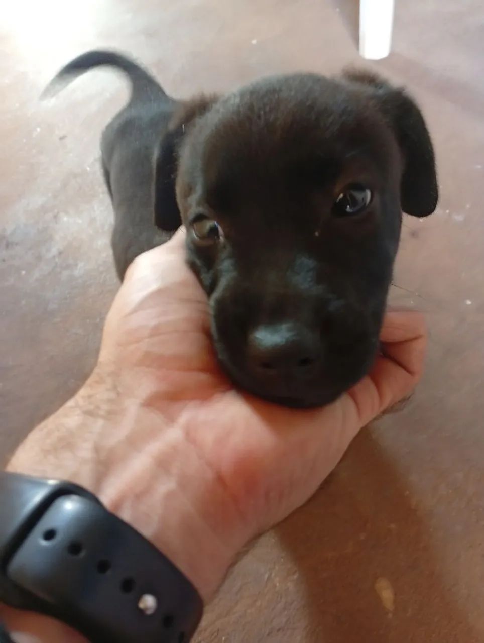Adoção Responsável  - Foto 5