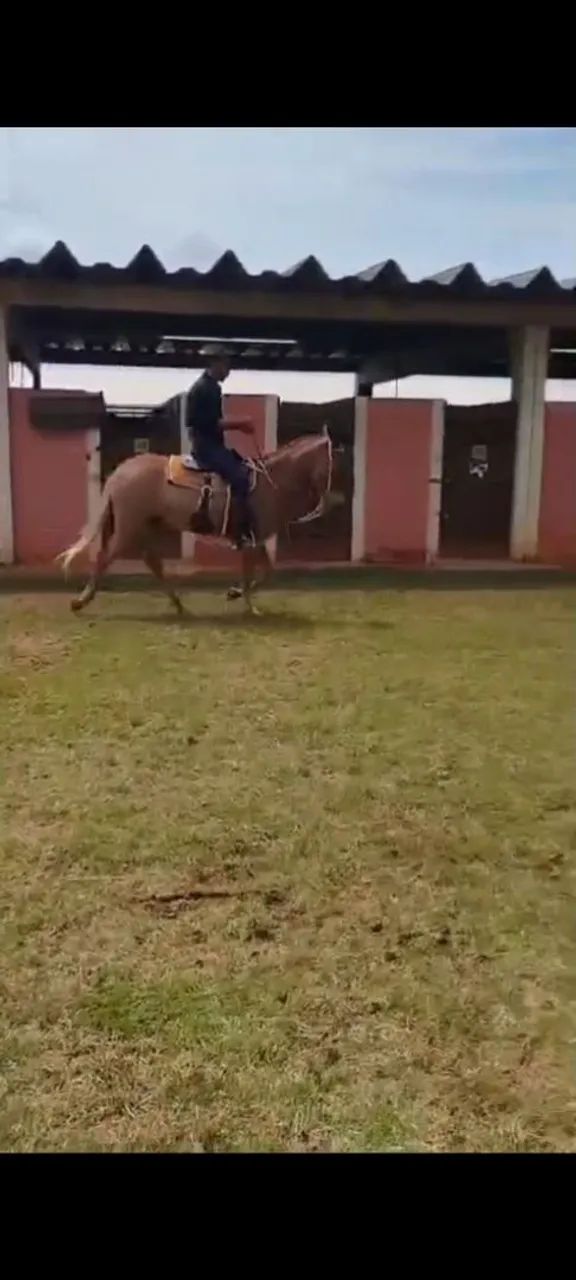 PRINCESA - Mula Marcha Picada Registrada - Foto 5