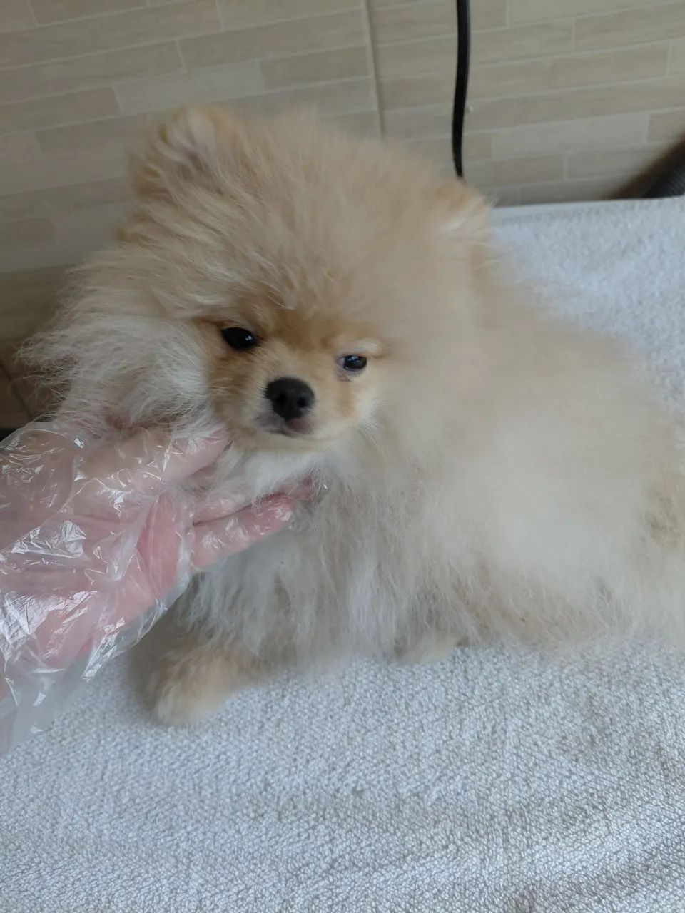 Spitz alemão macho 