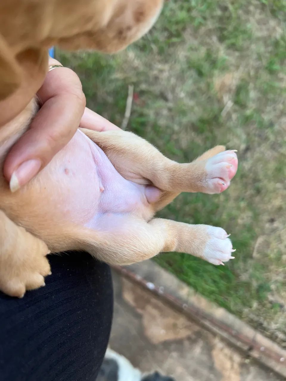 Dachshund - Foto 4