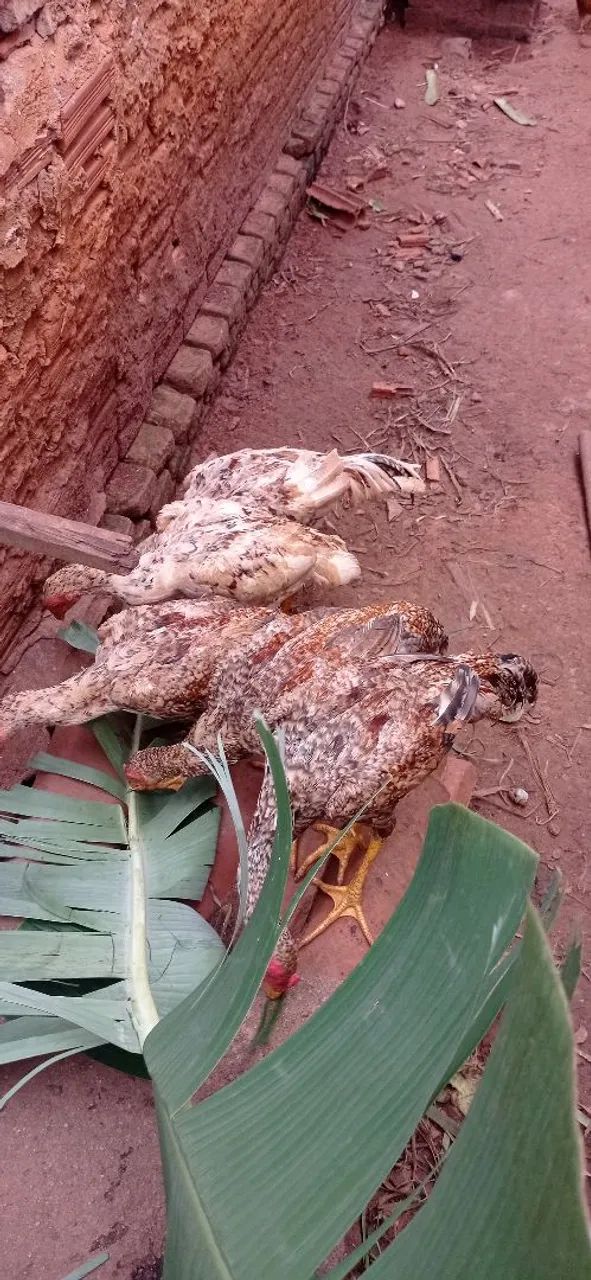 Frangos índios  - Foto 2