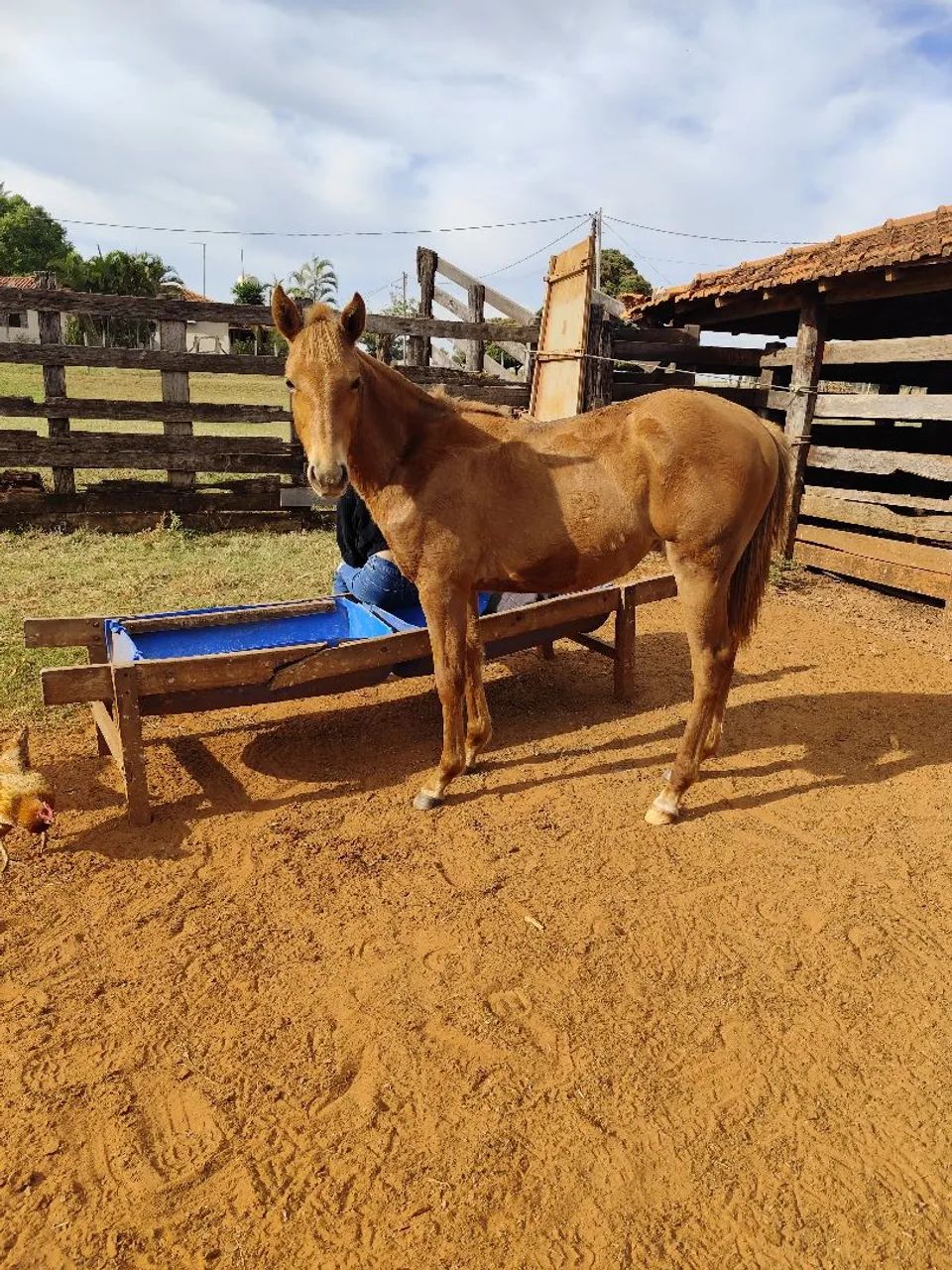 Potra Quarto de milha - Foto 3