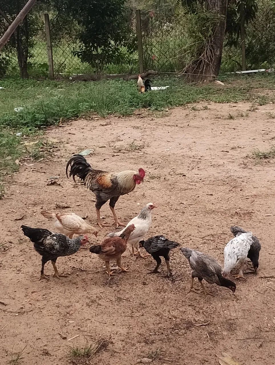 Galinhas e franguinhos 