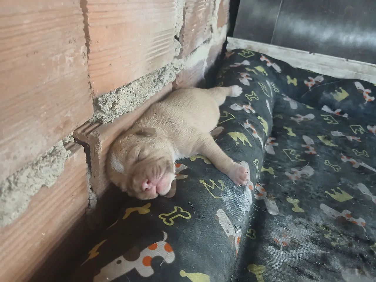 Filhotes de pitbull  - Foto 2