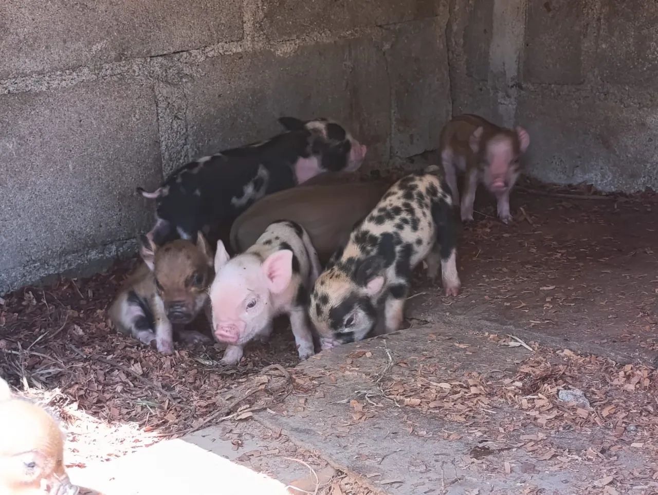 Mini Pig  - Foto 4