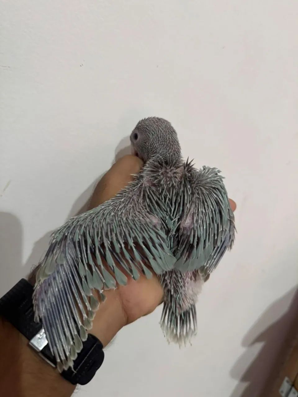 Disponível  - Foto 2