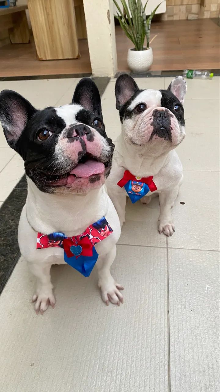 Ninhada de buldogue francês  - Foto 2