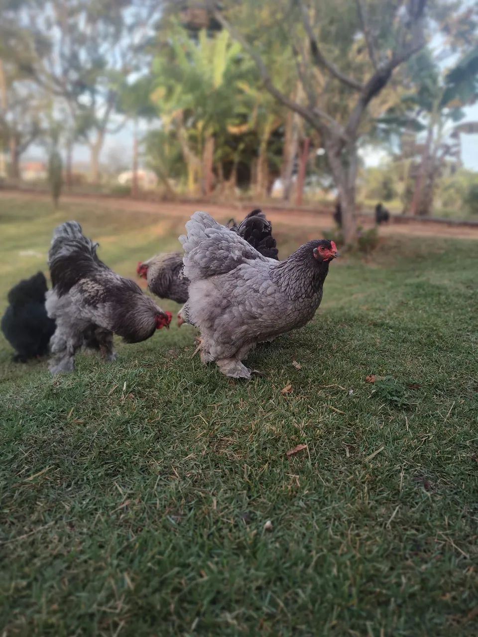 Aves Brahma  - Foto 5