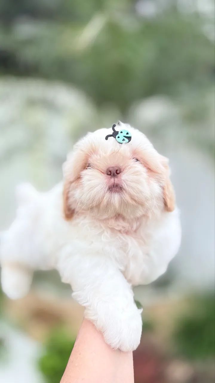 Shihtzu machinho  - Foto 3