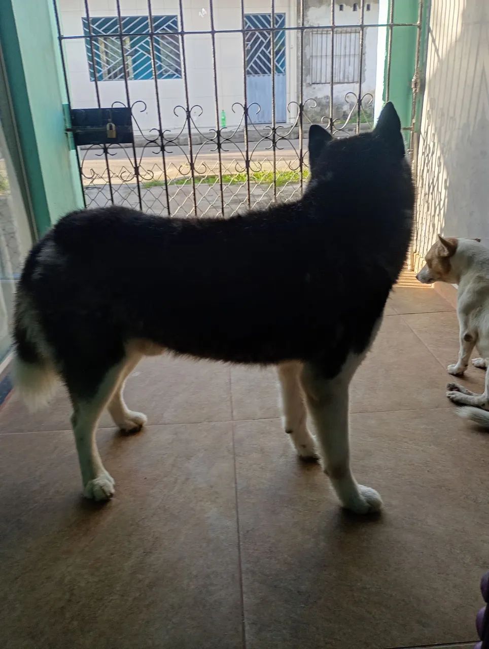 Cachorro  - Foto 2