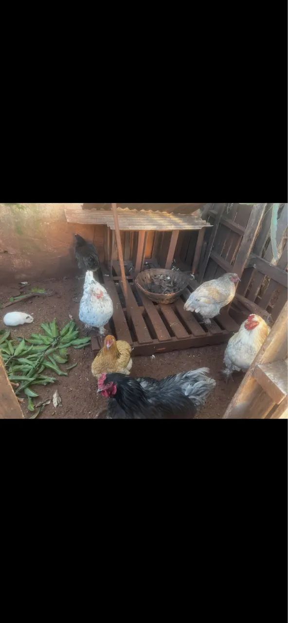 Galinha 