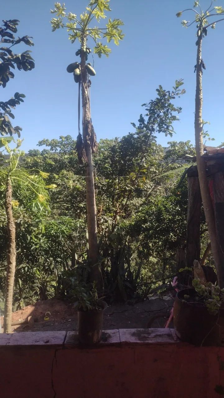 Casa com garagem e quintal grande já com árvores frutíferas.. - Foto 3