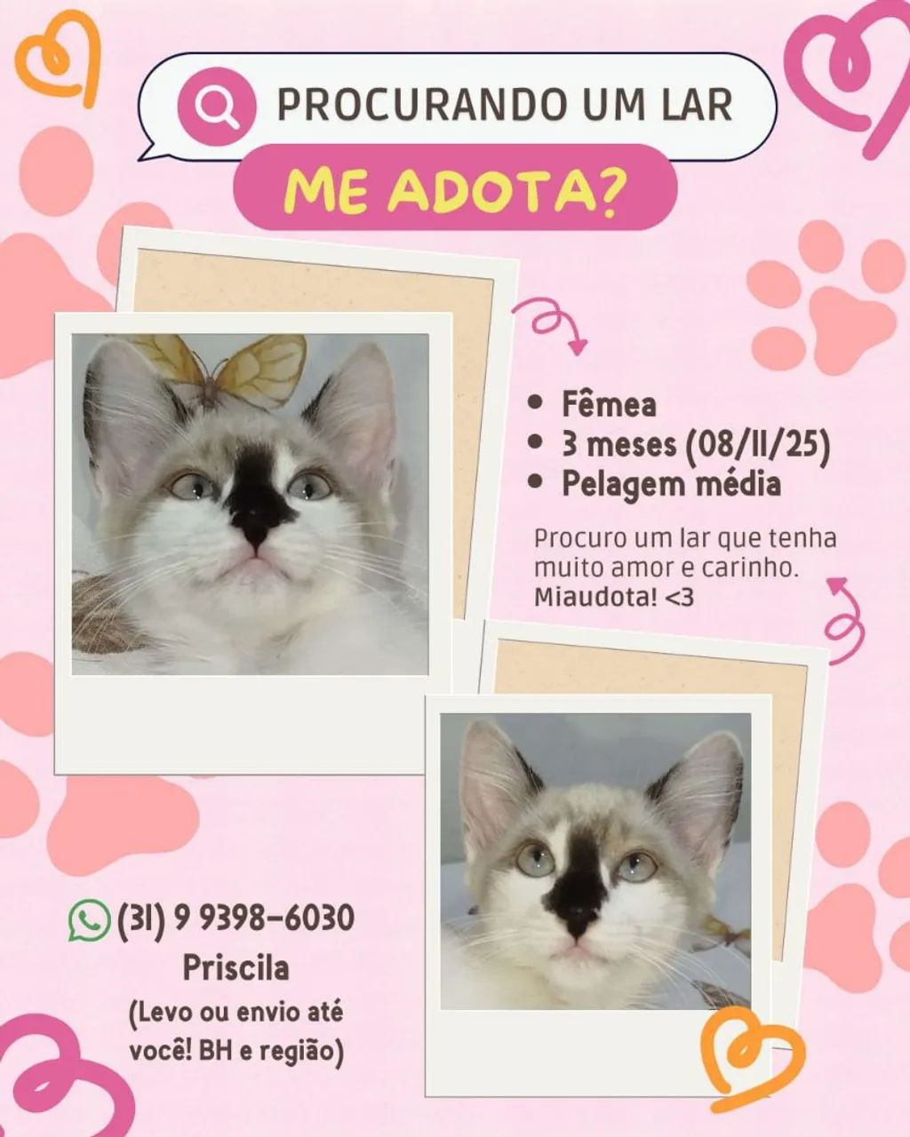 Gatinhos filhotes para doação - Foto 3