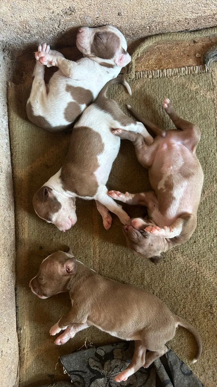Filhotes de Pitbull  - Foto 2