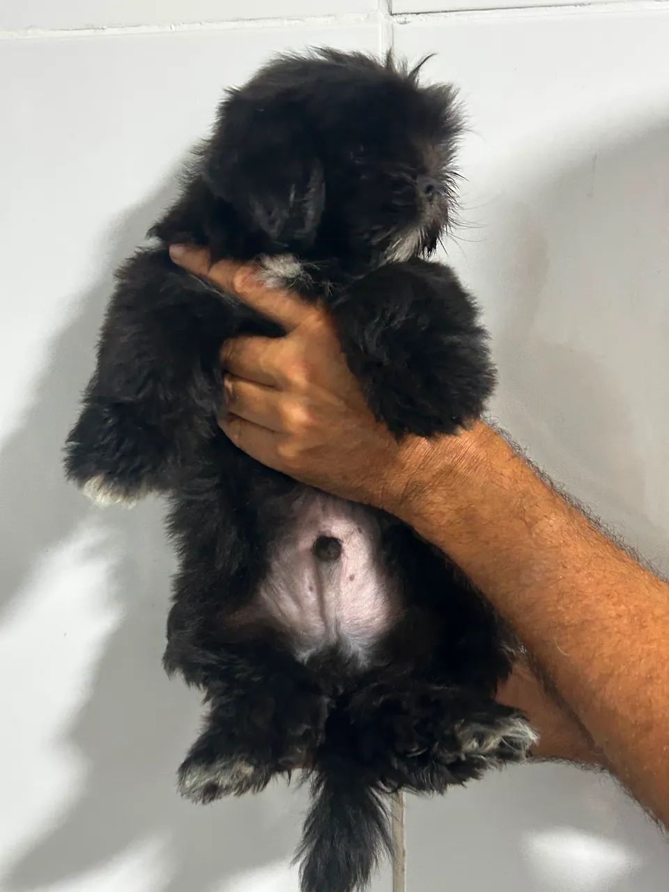 Bicho de estimação  - Foto 5