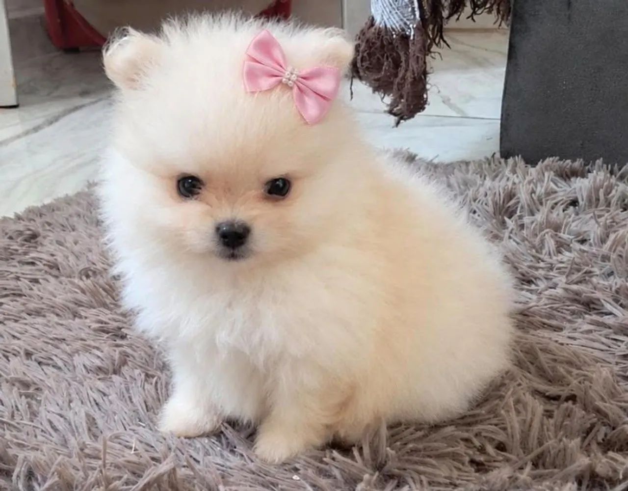 Spitz alemao anão 