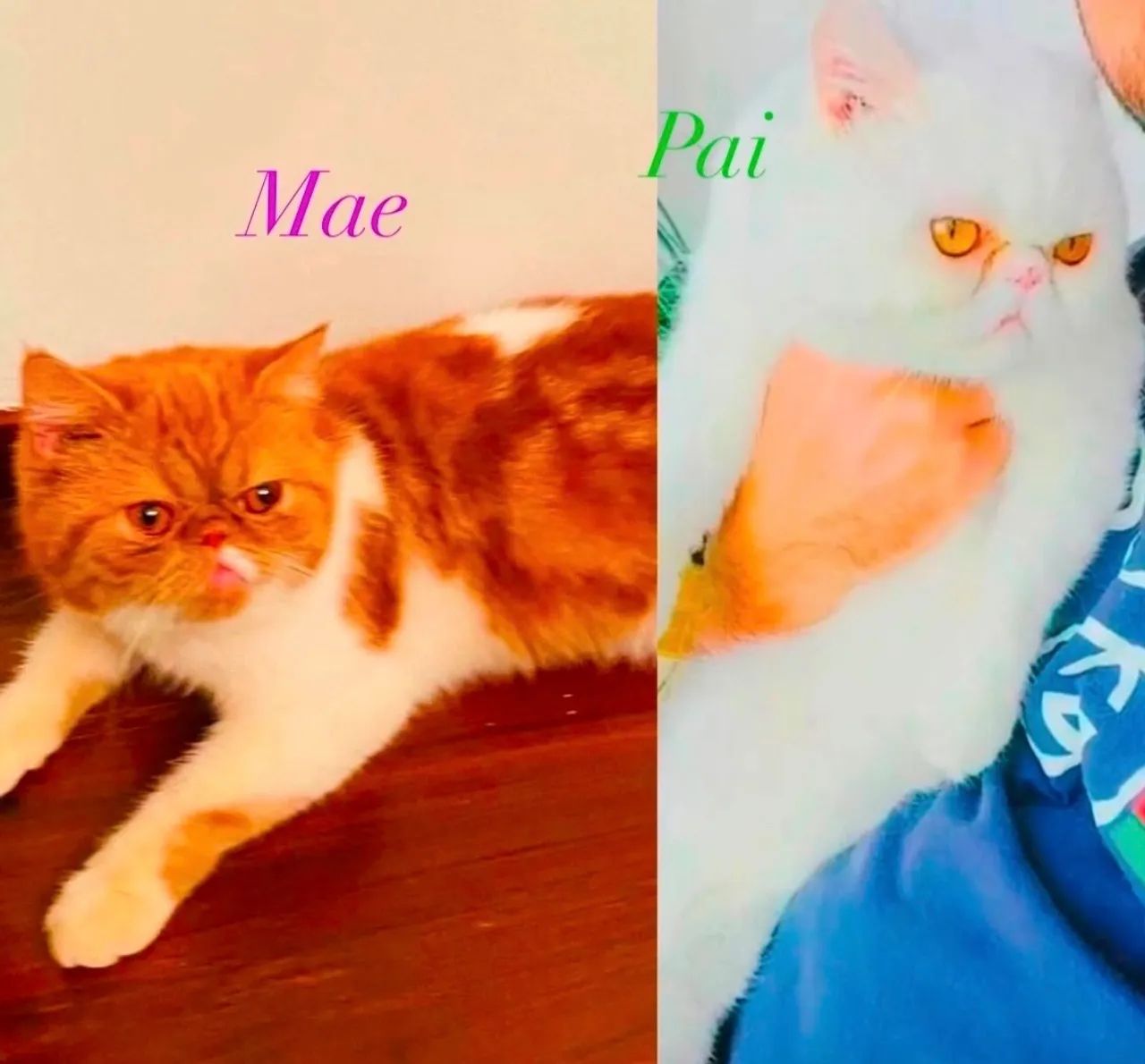 Filhote gato persa exótico show Garfield  - Foto 6