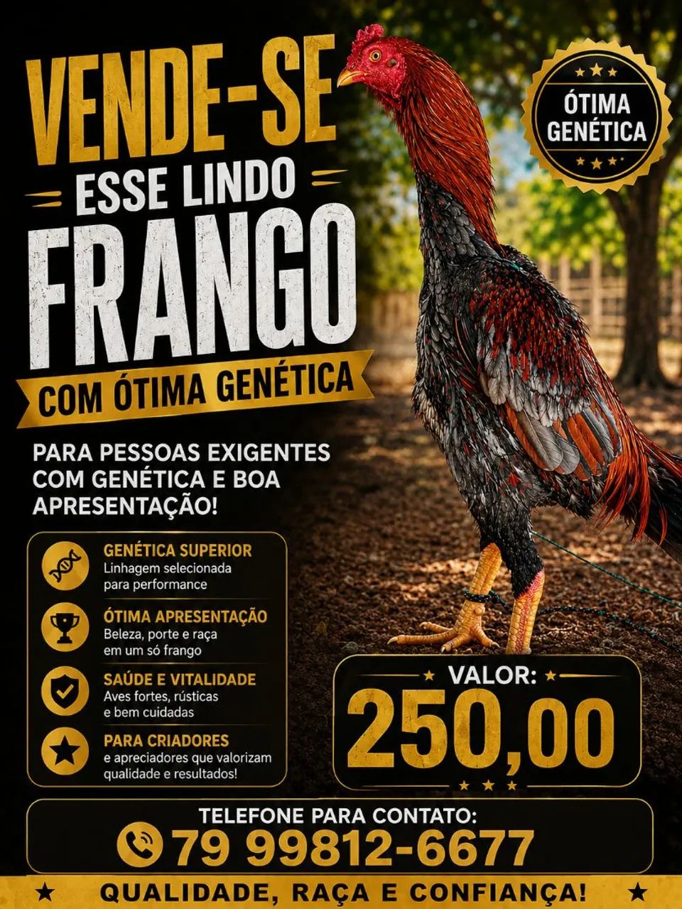 Galo de raça 