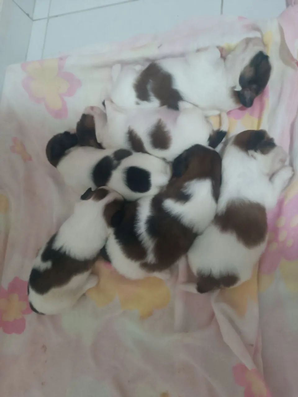 Filhote de Shitzu com Lhasa Apso 