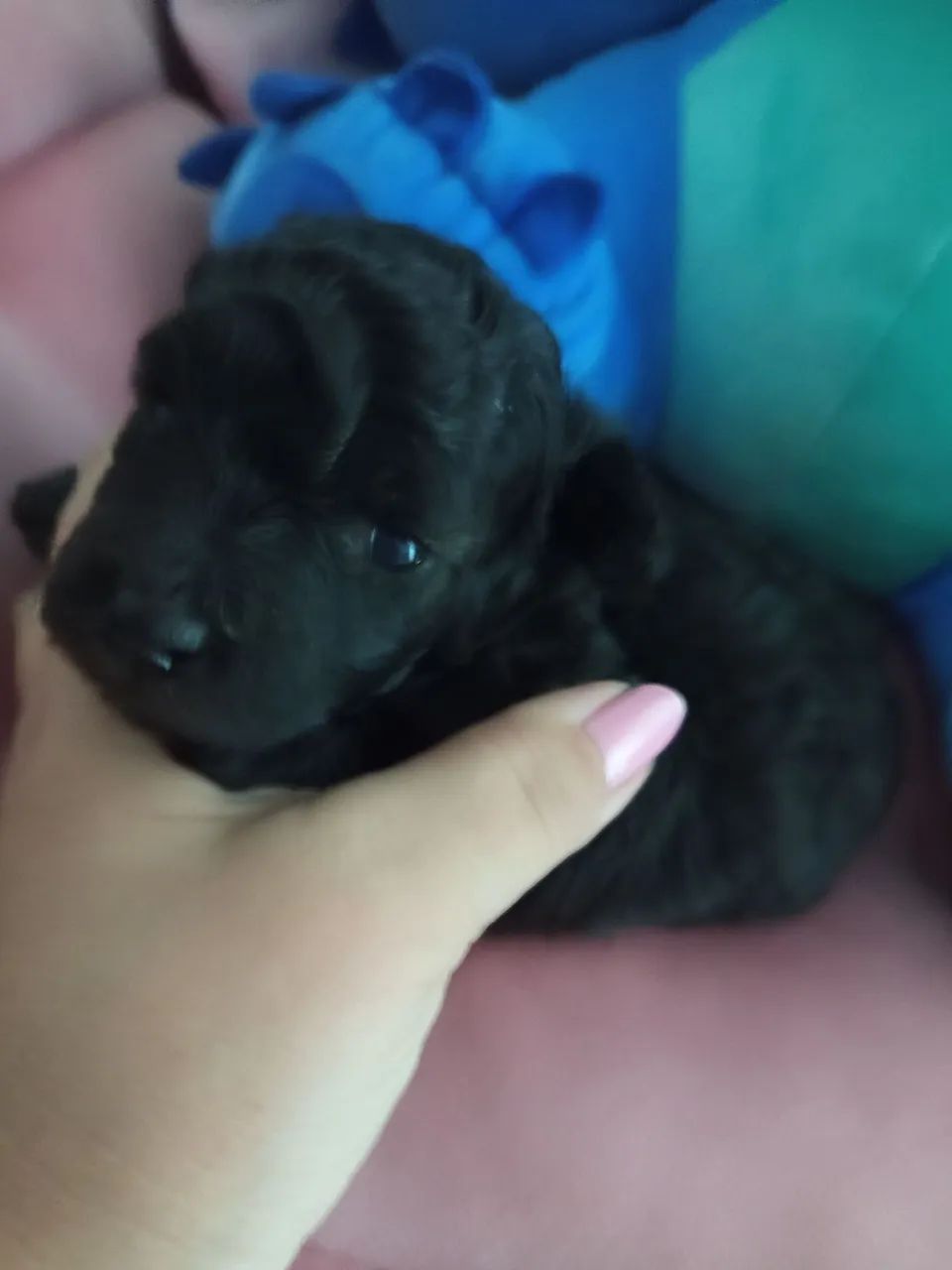 Poodle Mini fêmea  - Foto 3