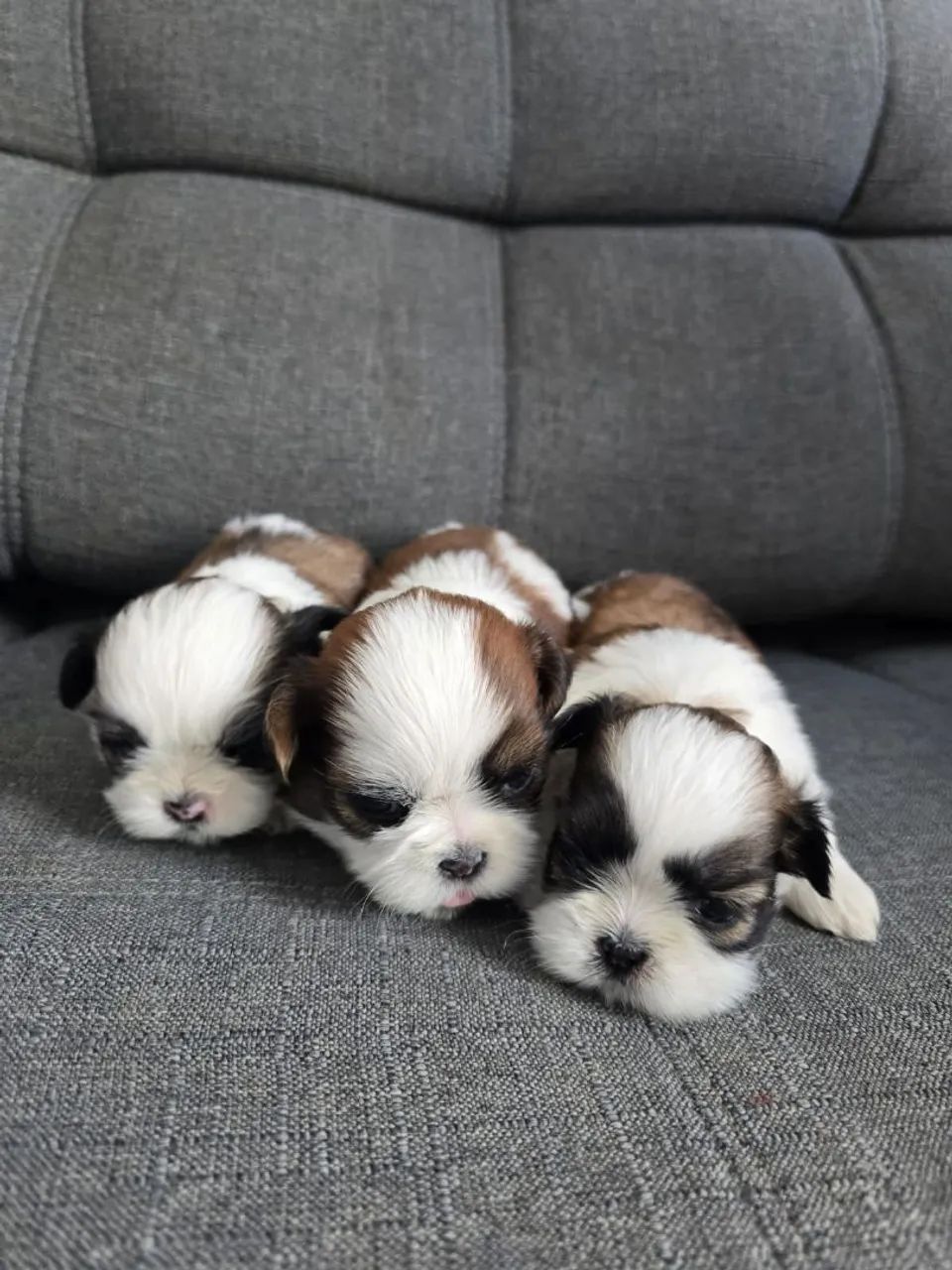 Shih Tzus  - Foto 3