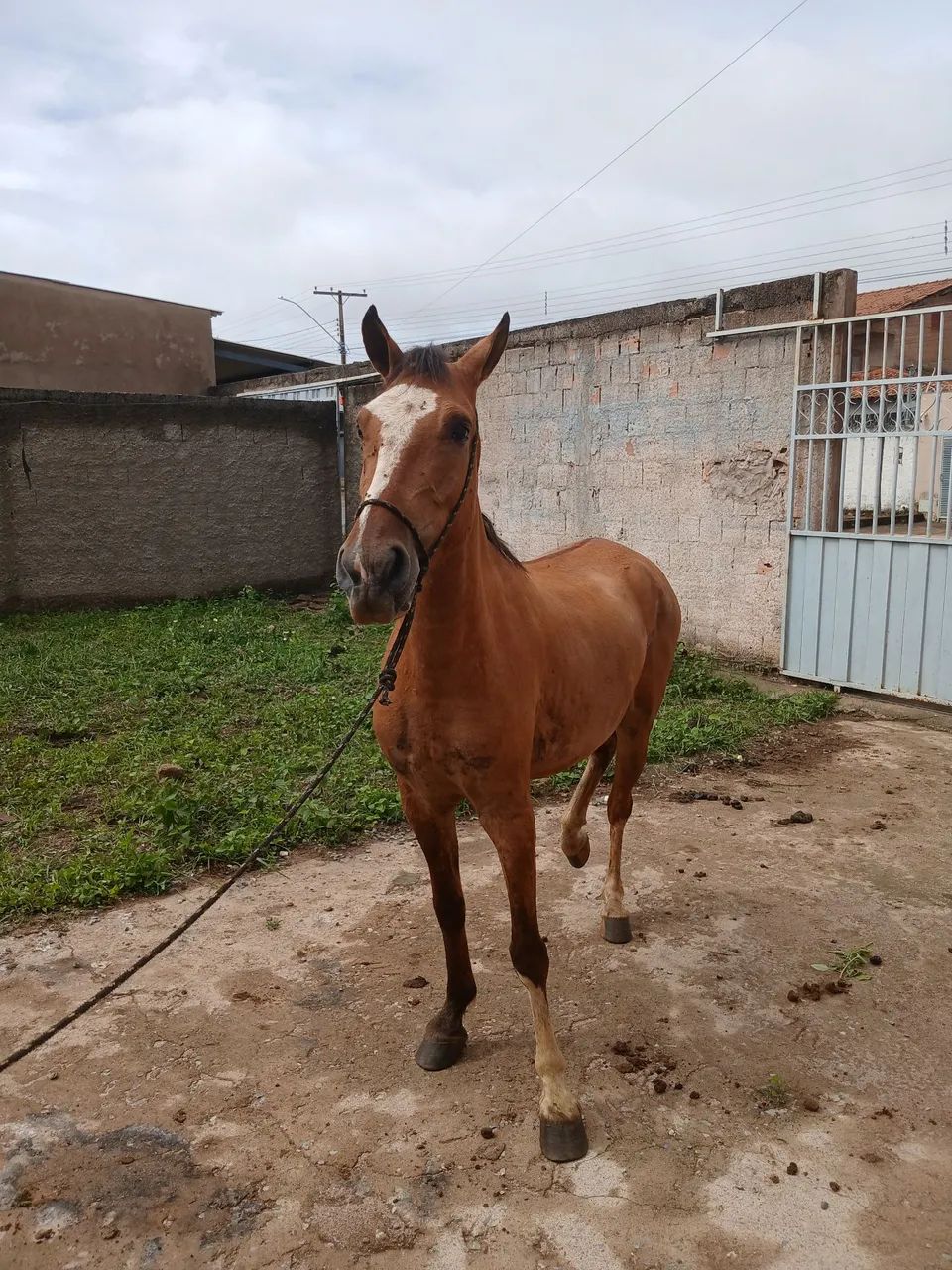 Potro caminhado top - Foto 5