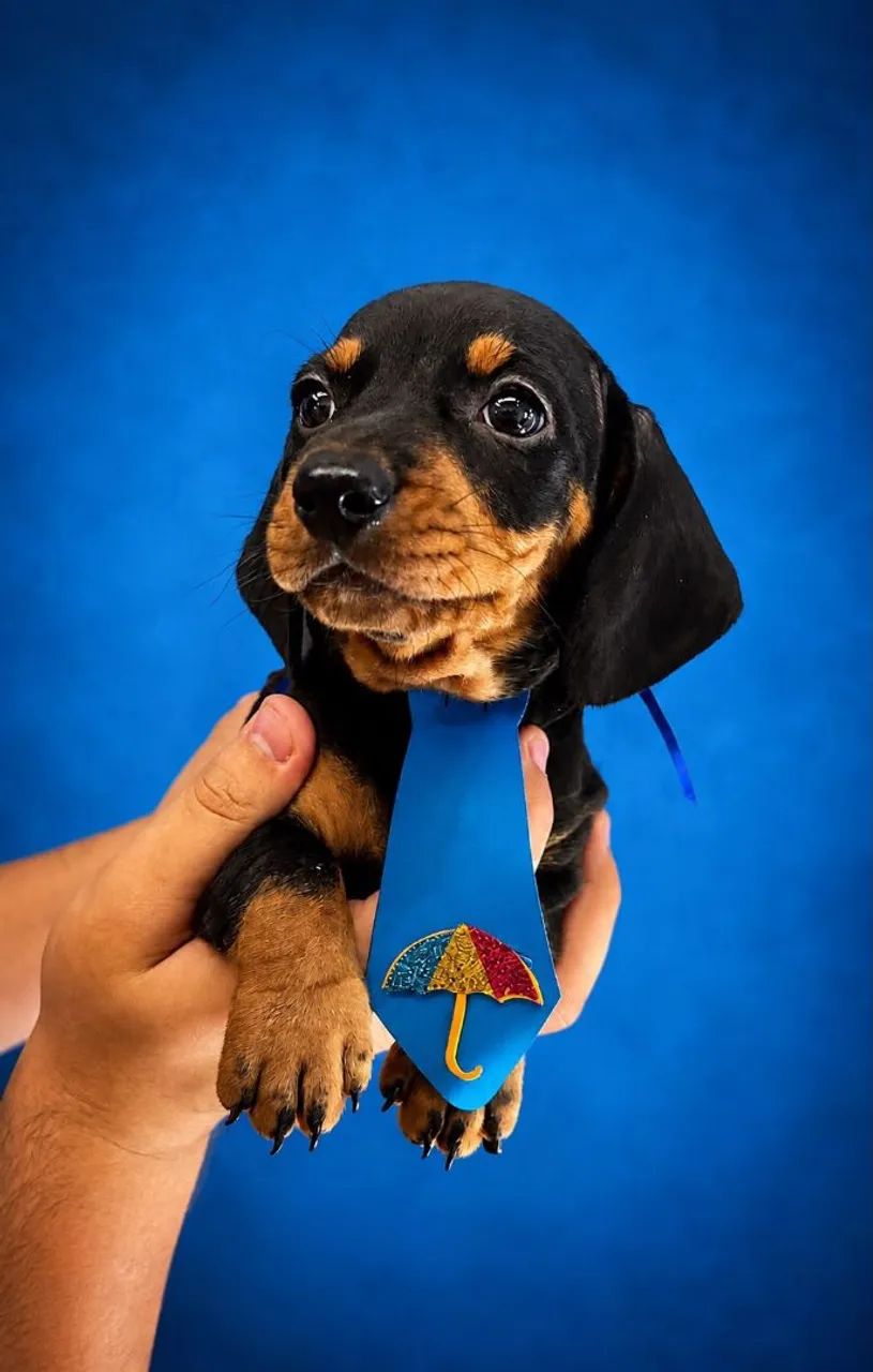 Filhotes De Teckel ( Dachshund ) - Foto 4