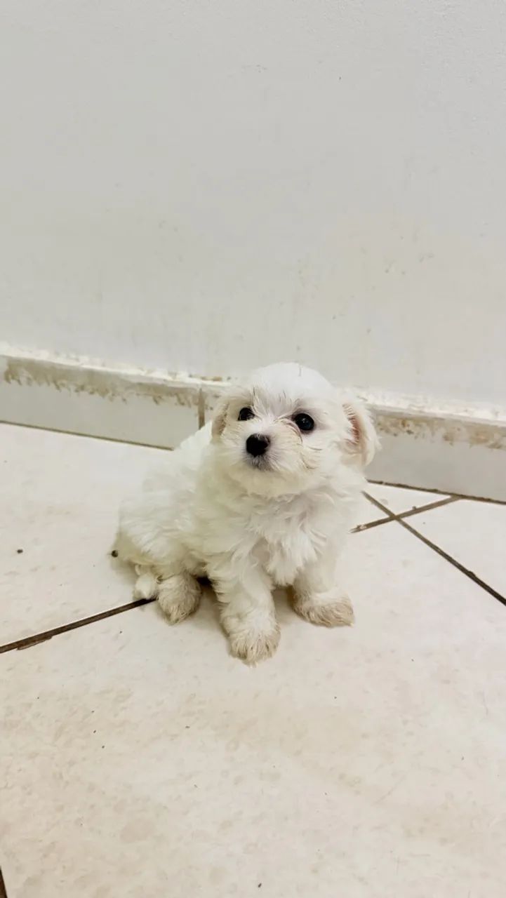 Maltês mini  - Foto 3