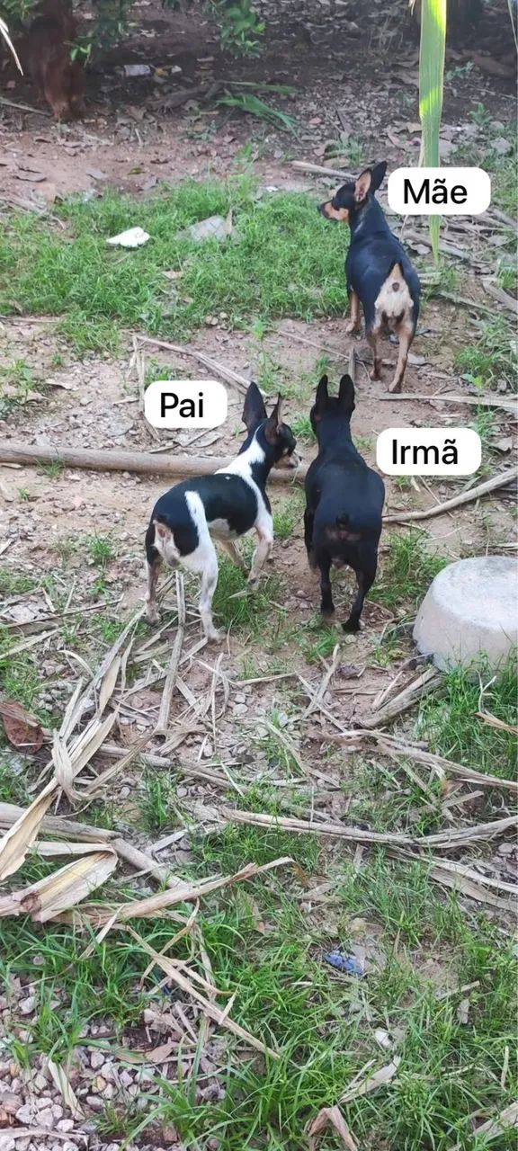 Filhote de pinscher - Foto 3