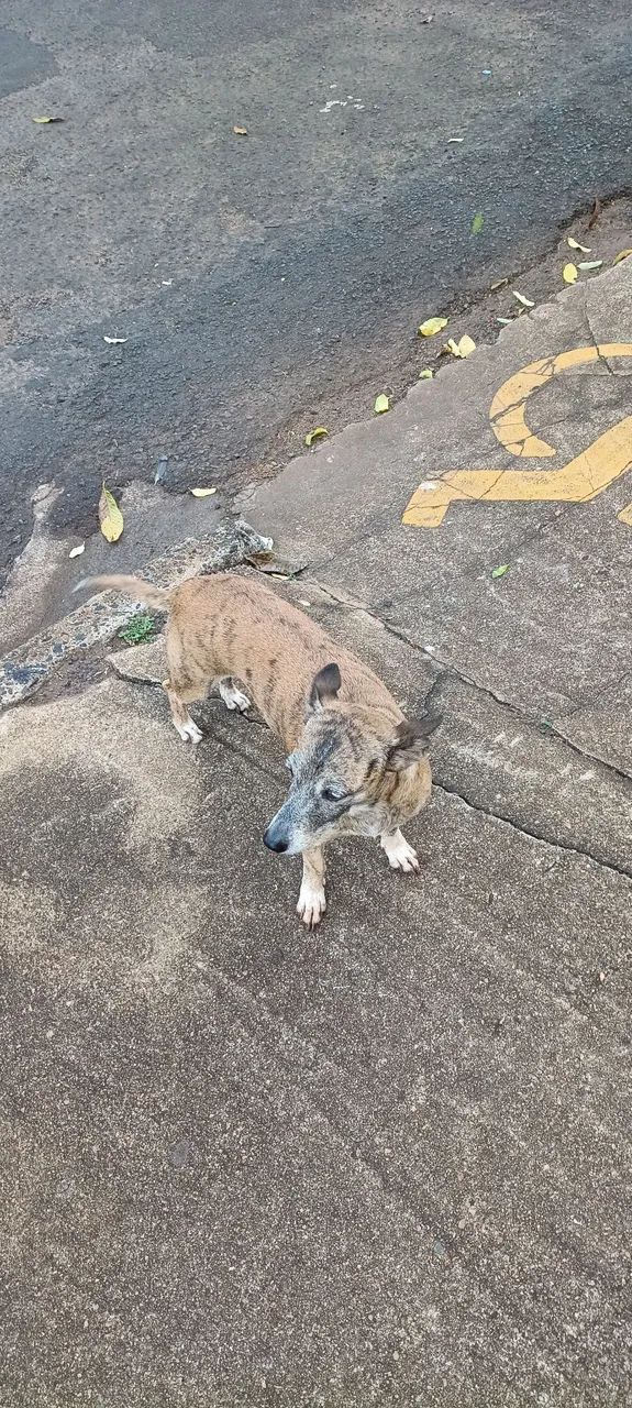 Adoção Consciente  - Foto 2