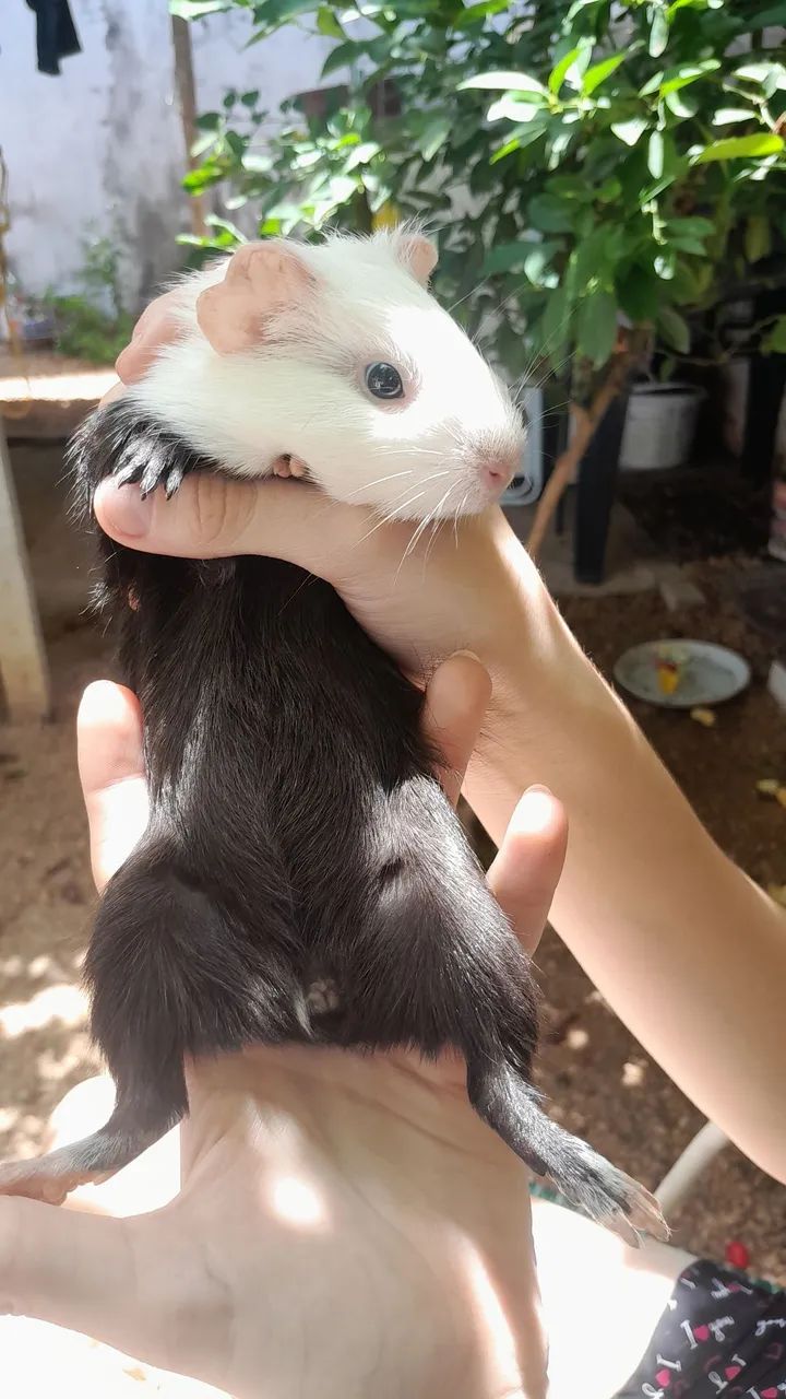 Vende-se porquinho da índia  - Foto 2