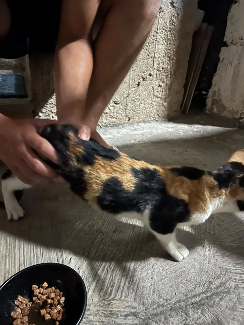 Adoção de gata  - Foto 4