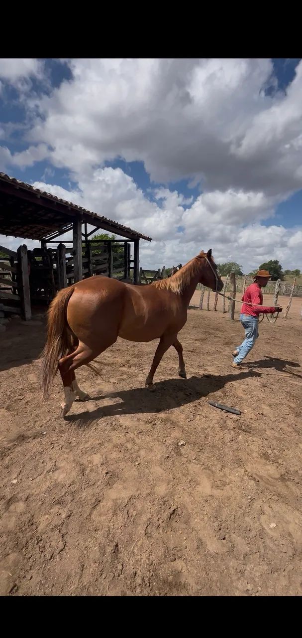 Porda quarto de milha à venda - Foto 3