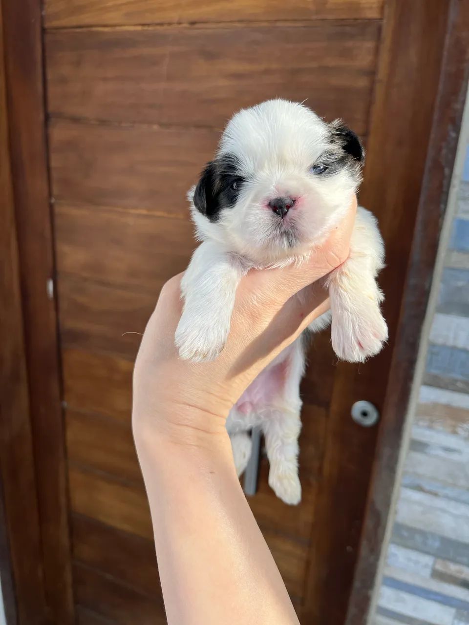 Filhotes Shih Tzu  - Foto 2