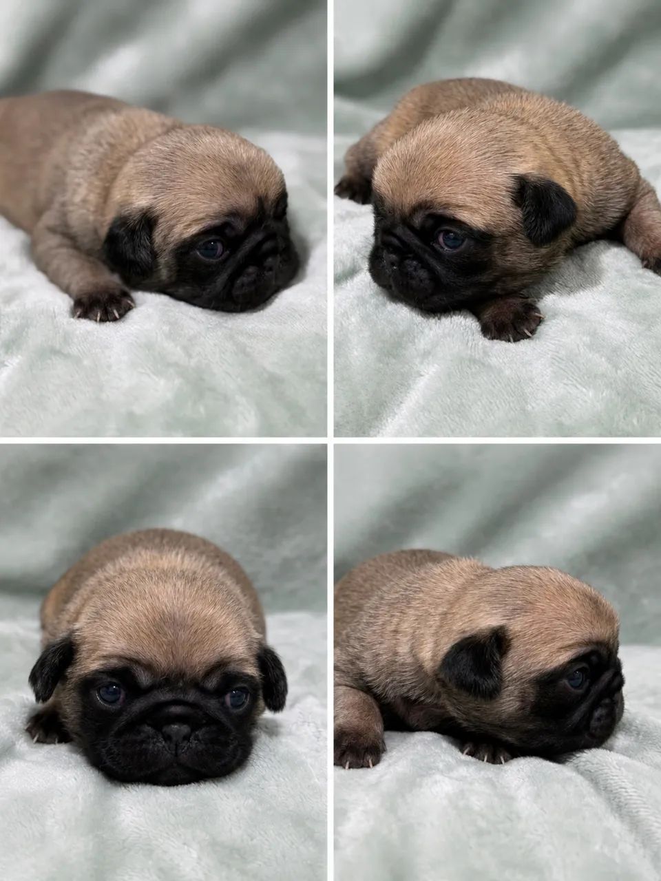 Filhote de pug