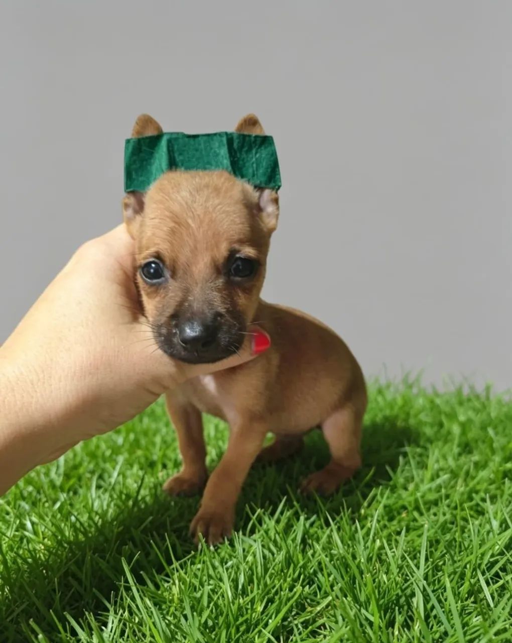 Pinscher Mini Encantador