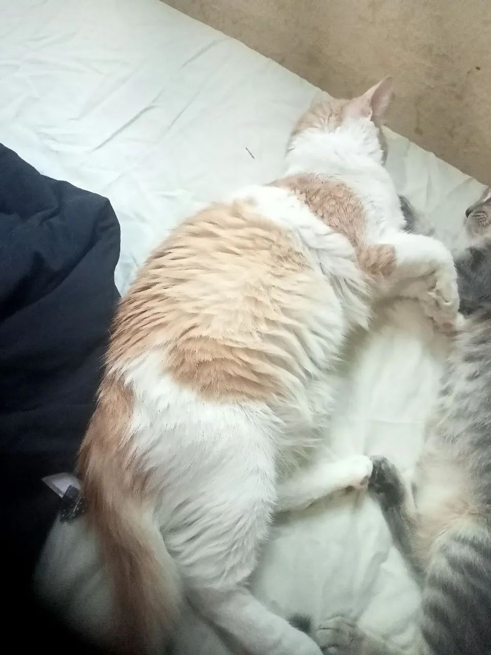 Gata pra doação  - Foto 4