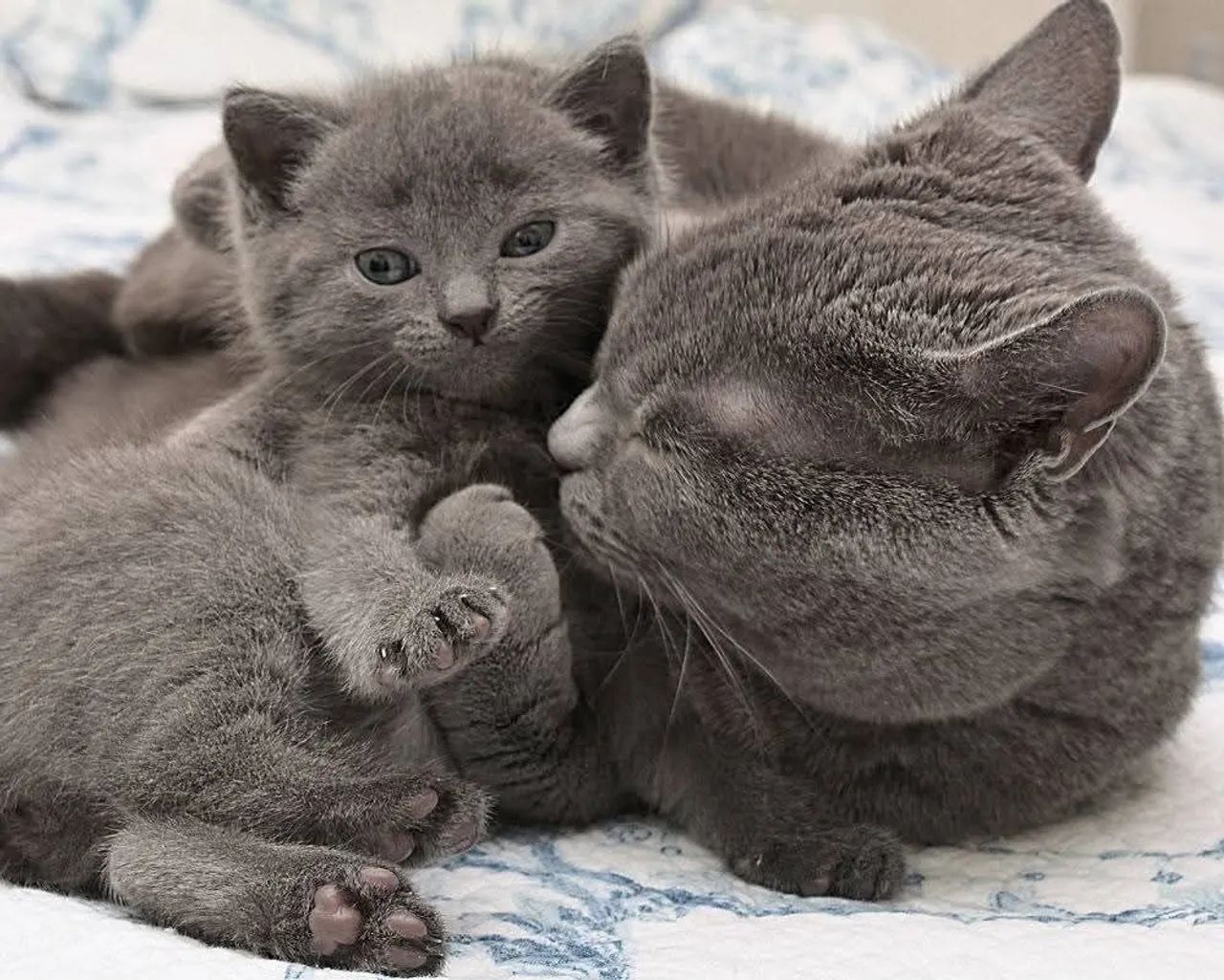 Russian blue hipoalergenico 