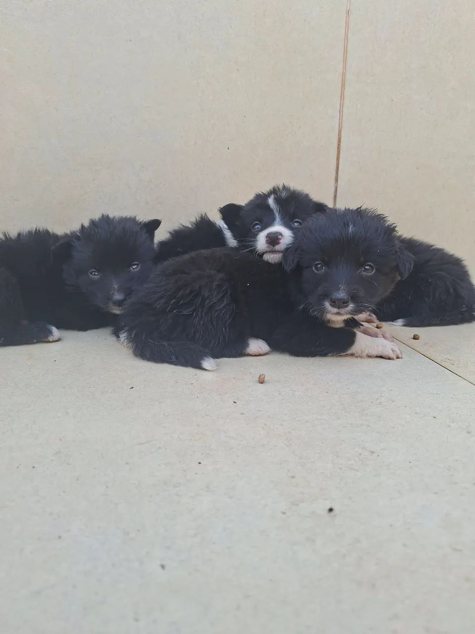 Border collie macho - Foto 4