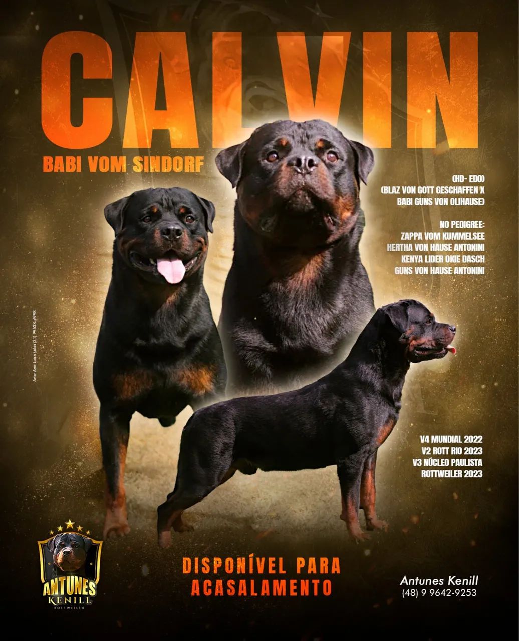Rottweiler disponível pra cobertura  - Foto 3