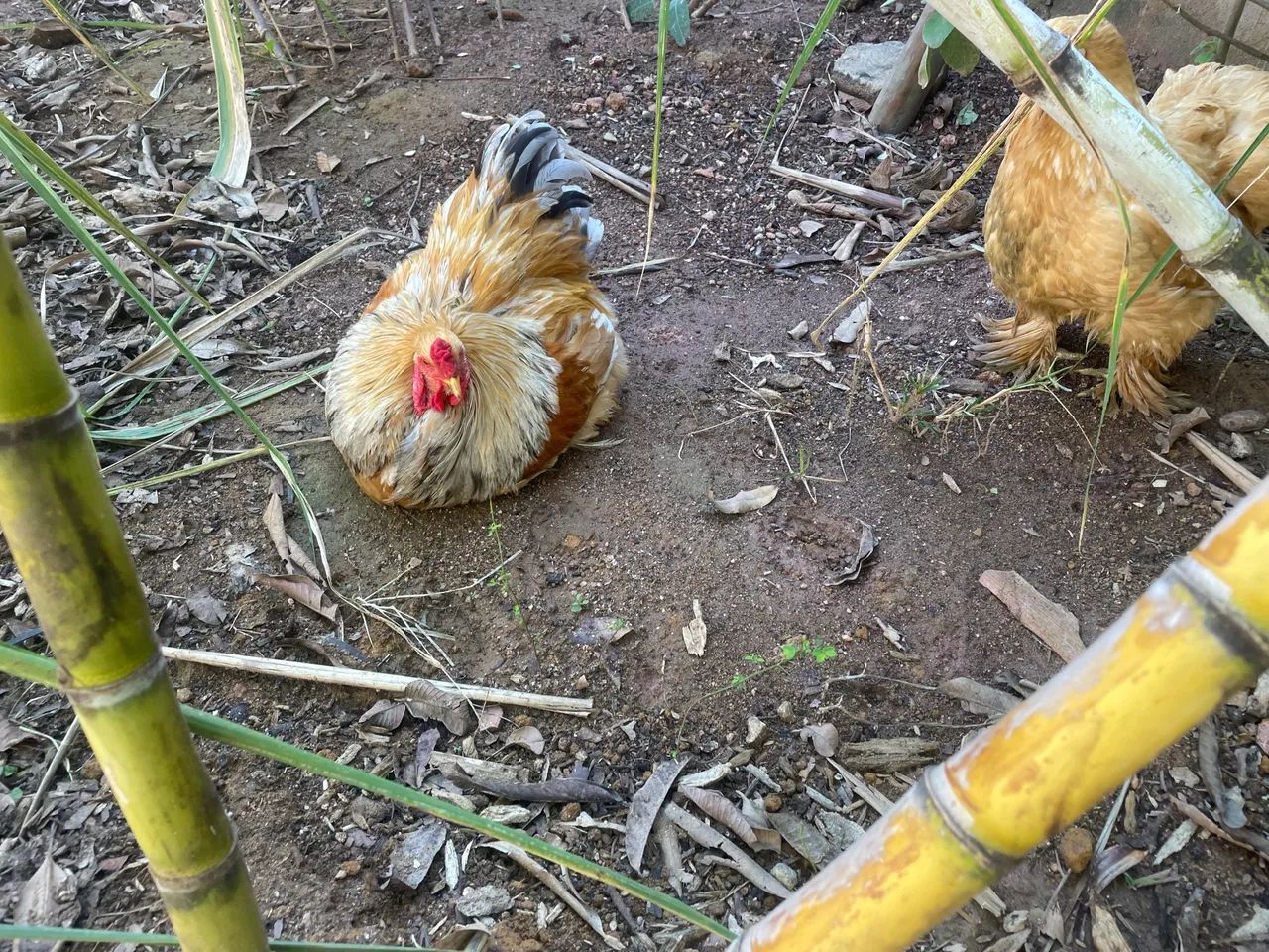 Galinha Brahma  - Foto 3
