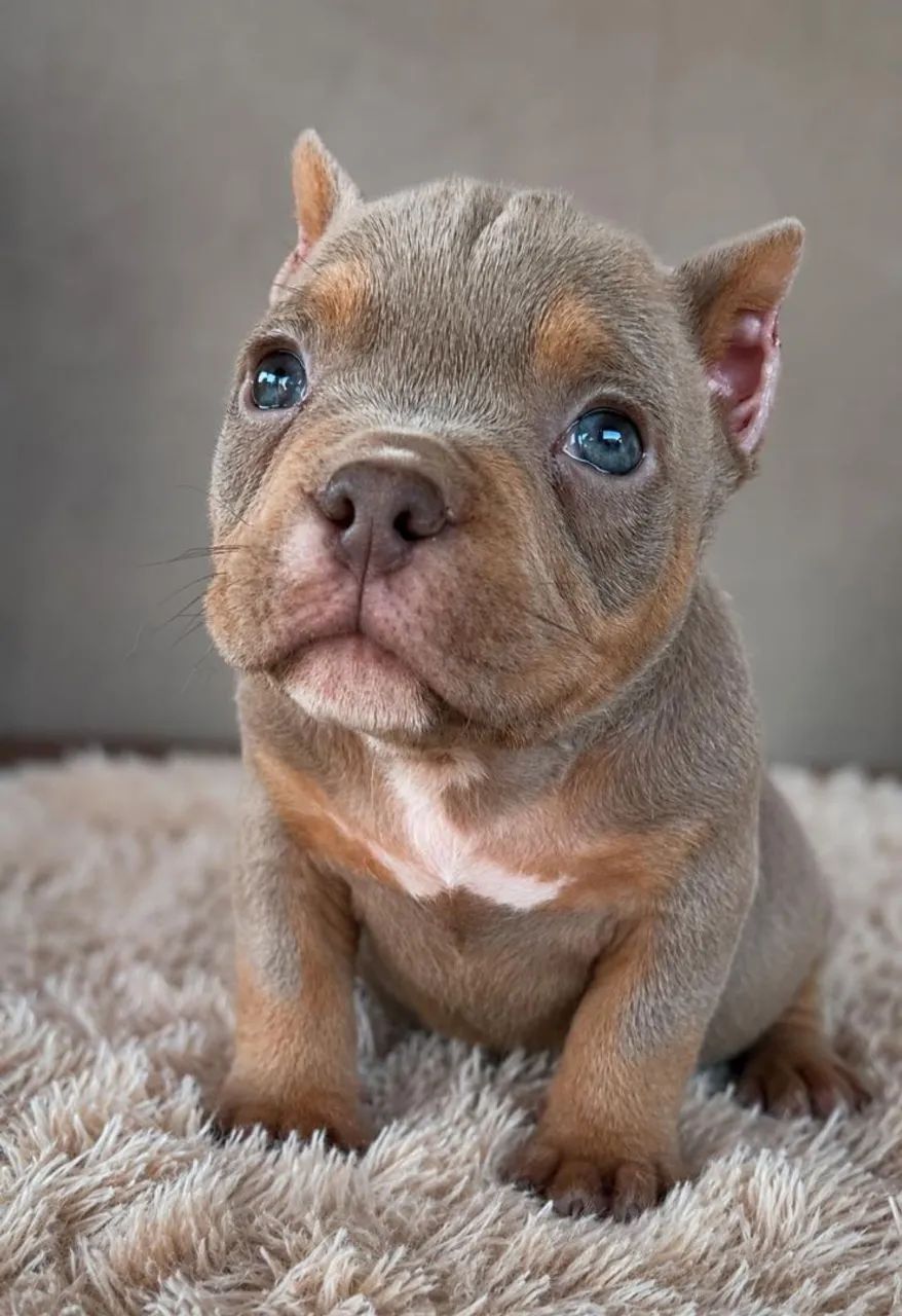 Exotic bully micro macho 