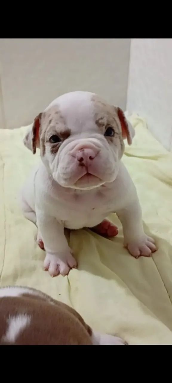 American bully filhotes com Pedigree  - Foto 5
