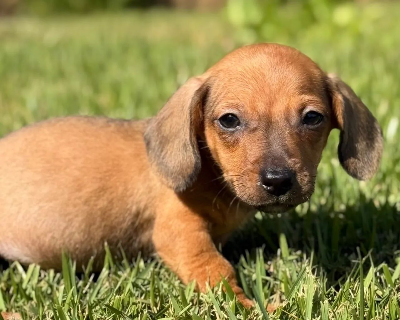 Dachshund Filhotes Linguicinha Salsichinha - Foto 3